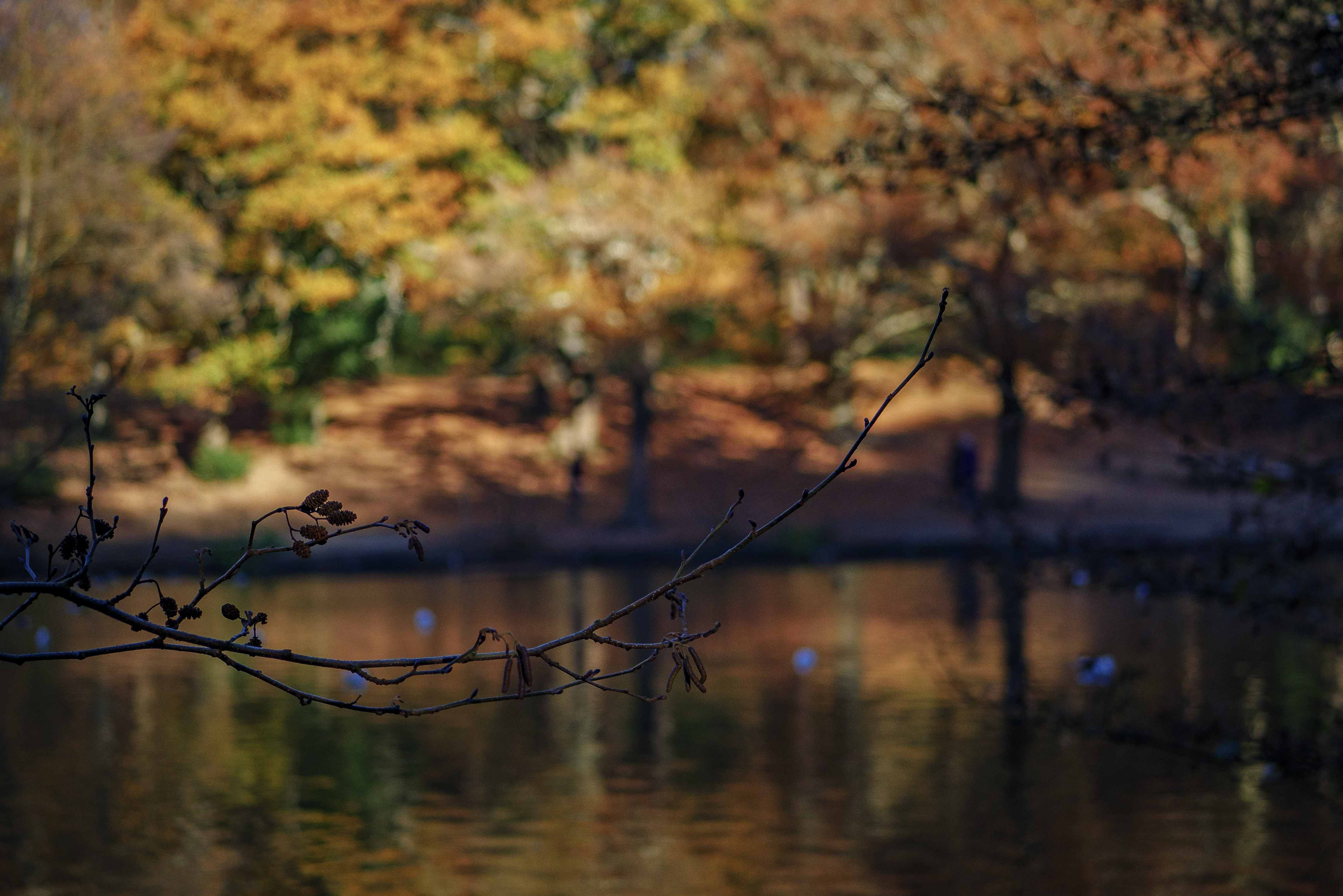 Autumn @ Wimbledon Commons