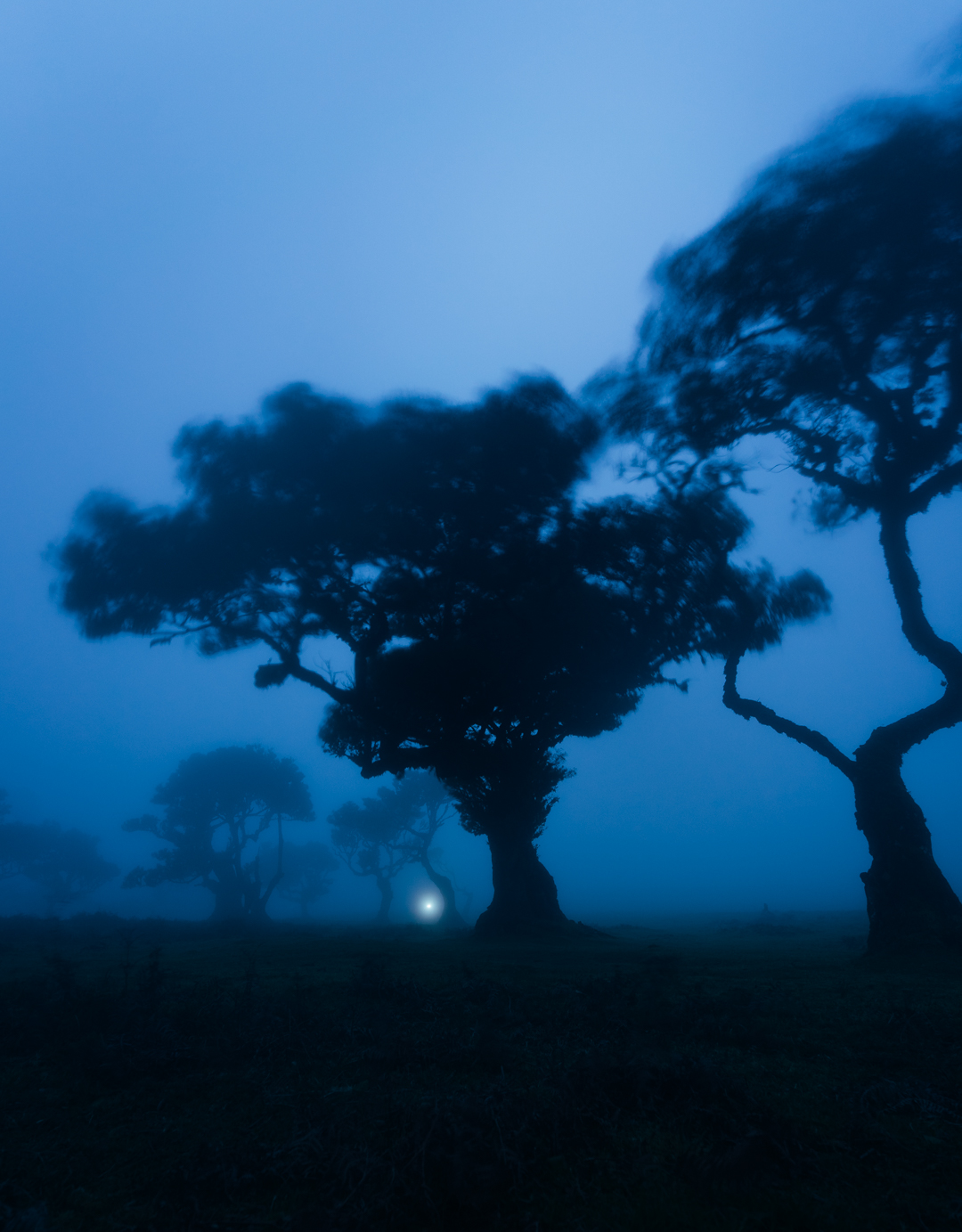 Foggy Fanal Forrest | Madeira